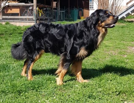 Cézar z Rajskeho kopce