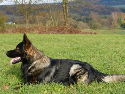 Huckleberry Fin von der Wolfskaule