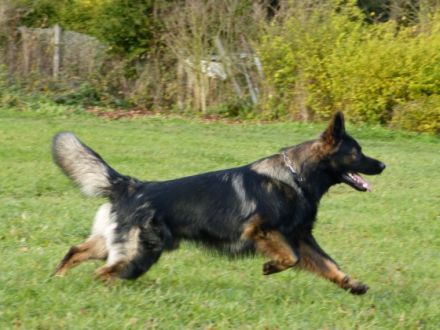 Huckleberry Fin von der Wolfskaule