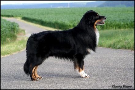 Elements The 5th Element CDX, REX, RMX, DNA-VP, VDH-BH