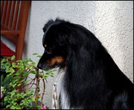 Elements The 5th Element CDX, REX, RMX, DNA-VP, VDH-BH