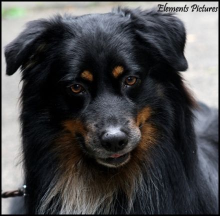 Elements The 5th Element CDX, REX, RMX, DNA-VP, VDH-BH