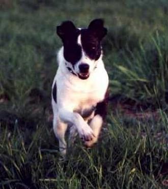 Tierheilpraktikerin S. Haupt, Verhaltenstherapie