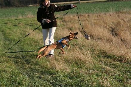 Tierheilpraktikerin S. Haupt, Verhaltenstherapie