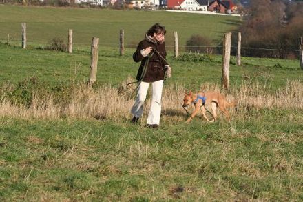 Tierheilpraktikerin S. Haupt, Verhaltenstherapie