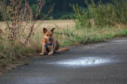 Tierheilpraktikerin S. Haupt, Verhaltenstherapie