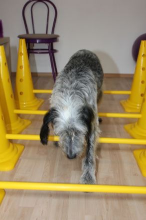 Tierwell Praxis für Hundephysiotherapie, Hundeosteopathie und Tierheilkunde