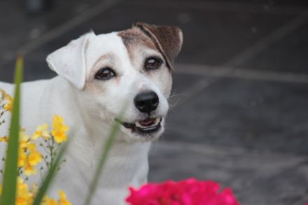 Tierwell Praxis für Hundephysiotherapie, Hundeosteopathie und Tierheilkunde