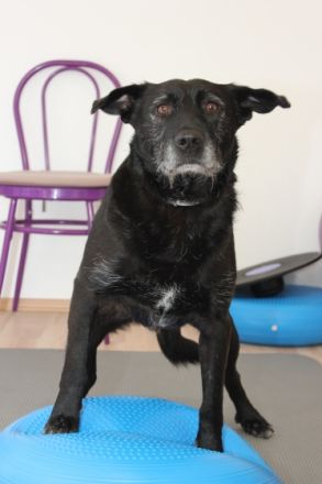 Tierwell Praxis für Hundephysiotherapie, Hundeosteopathie und Tierheilkunde