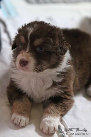 BAILEY´S / Hundeschule / Verhaltenstherapie