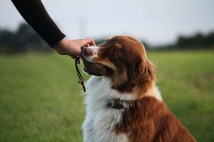 BAILEY´S / Hundeschule / Verhaltenstherapie