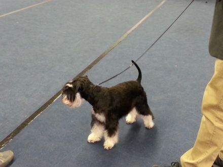 Attila vom Schlosstheater