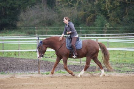 SaTi - Naturheilkunde für Pferde