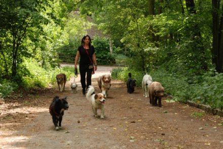 Frei nach Schnauze Hundebetreuung & Gassi-Service