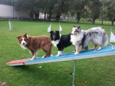 Hundesportzentrum Thüringen (99510 Apolda)