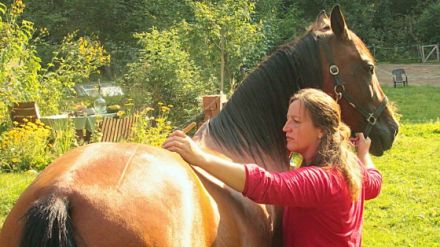 Pferdephysiotherapie und Pferdeosteopathie Mareike Kooker