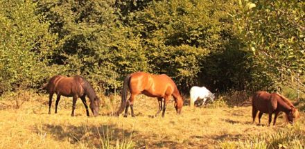 Pferdephysiotherapie und Pferdeosteopathie Mareike Kooker