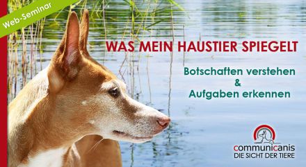 Was mein Haustier spiegelt: Botschaften verstehen & Aufgaben erkennen 06.06.25