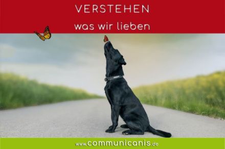 Was mein Haustier spiegelt: Botschaften verstehen & Aufgaben erkennen 06.06.25