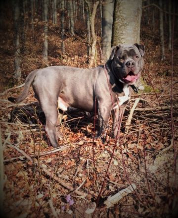 Big Boy Bulls Cooper