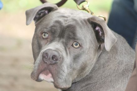 Big Boy Bulls Cooper