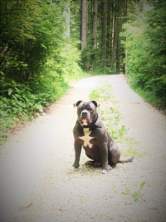 Big Boy Bulls Cooper