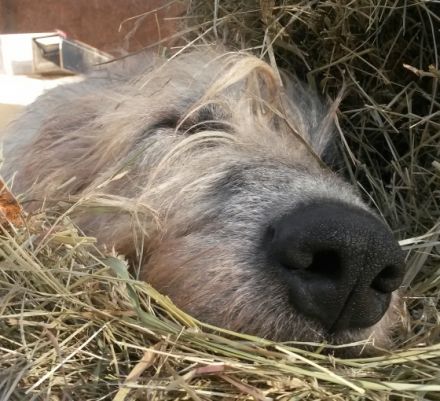Wolfsblick mobile Hundeschule