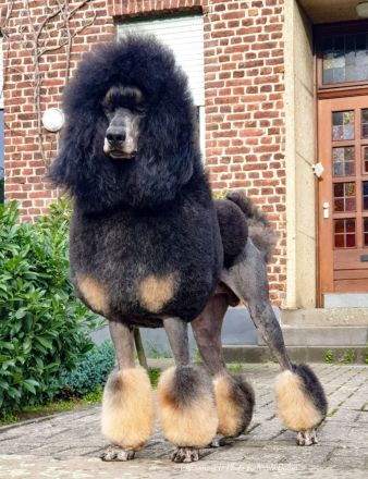 Multi Ch. Fantastic Phantoms RockStar Amadeus