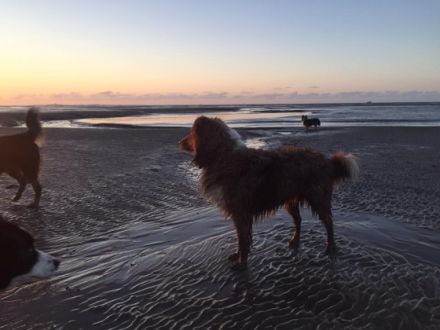 Compliment's a dreamed wild angel DNA-VP