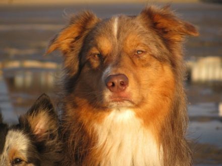 Compliment's a dreamed wild angel DNA-VP