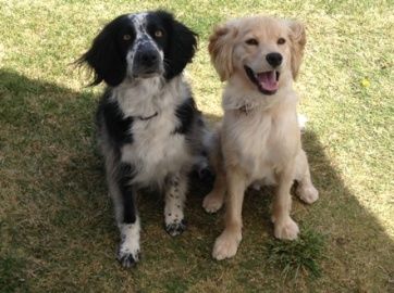 Mobile Hundeschule Elke Graves