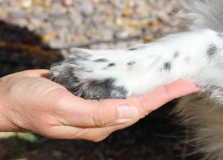 Mobile Hundeschule Elke Graves