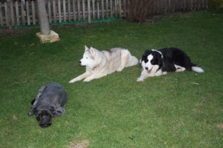 Lebensfreude Hund e.V.