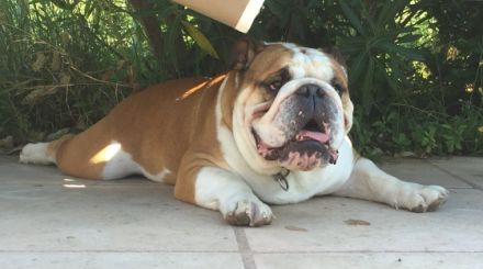 Wolfgang von der Teufelshöhle