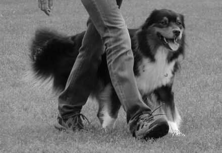 Hündisch e.V. Mitglied im DVG