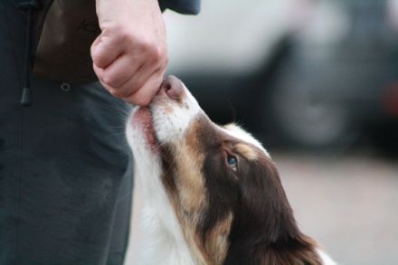 Hündisch e.V. Mitglied im DVG