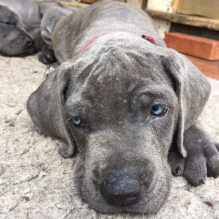 Von der Kupferhütte