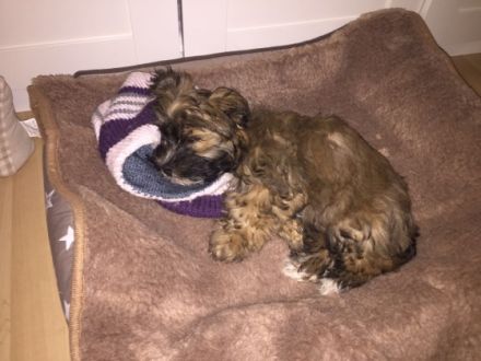 Woods von den funkelnden  Sternchen ( Hannes )