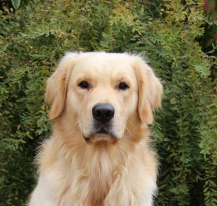 Barlow Gentle Music von den goldenen Meller Bergen