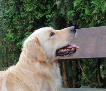 Barlow Gentle Music von den goldenen Meller Bergen