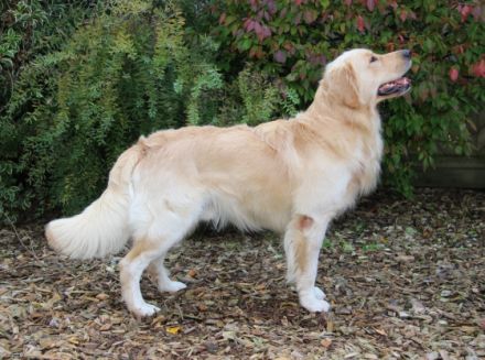 Barlow Gentle Music von den goldenen Meller Bergen