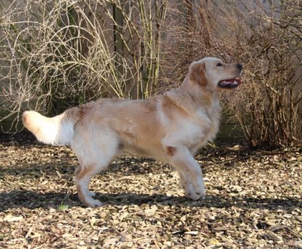 Barlow Gentle Music von den goldenen Meller Bergen