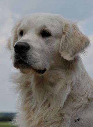 Ivy´s It`s Showtime Pete