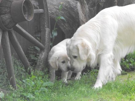 Ivy´s It`s Showtime Pete