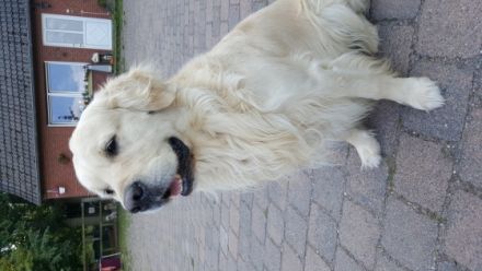 Ivy´s It`s Showtime Pete