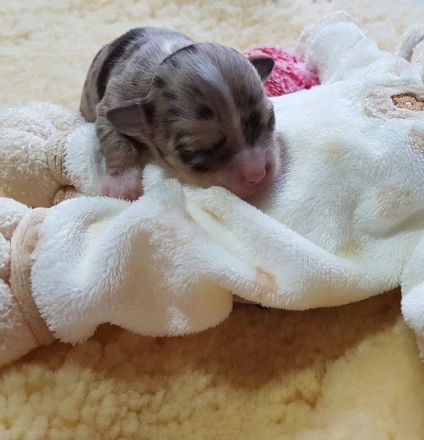 von Marin zu Grevesmühlen