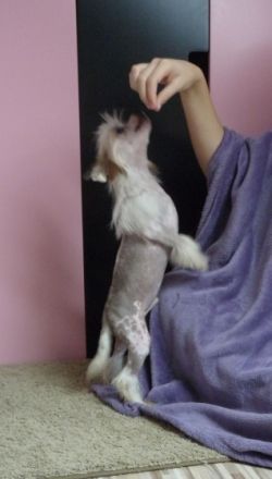 Fundoklia-völgyi Kaszanics