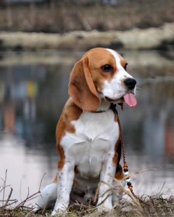 Beagle-Deckrüde "Wolmar Star Calvin Klein"