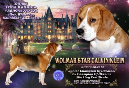 Beagle-Deckrüde "Wolmar Star Calvin Klein"