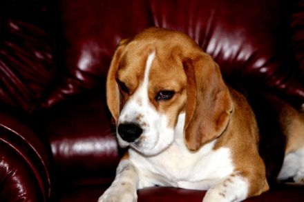 Beagle-Deckrüde "Wolmar Star Calvin Klein"